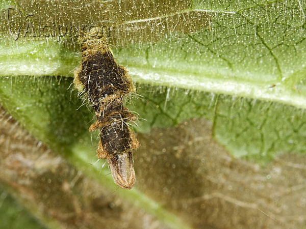 Coleophora lineolea