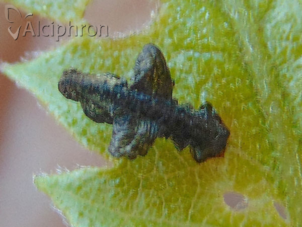 Coleophora currucipennella