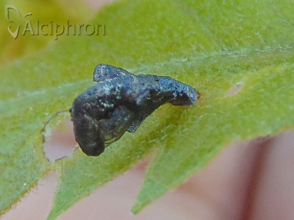 Coleophora currucipennella