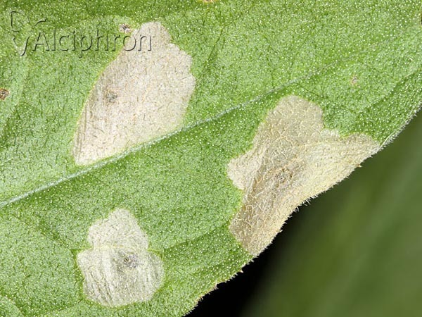 Coleophora conspicuella