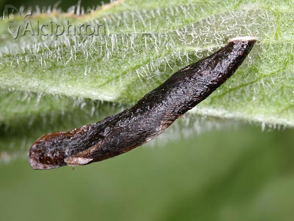 Coleophora conspicuella