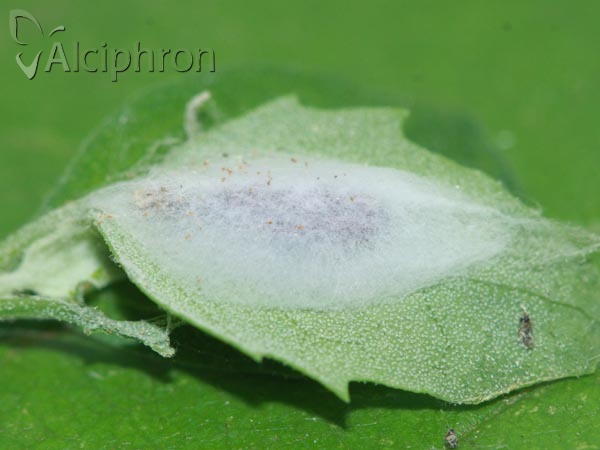 Scythris sinensis