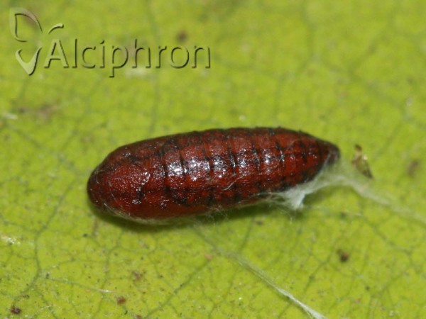 Scythris sinensis