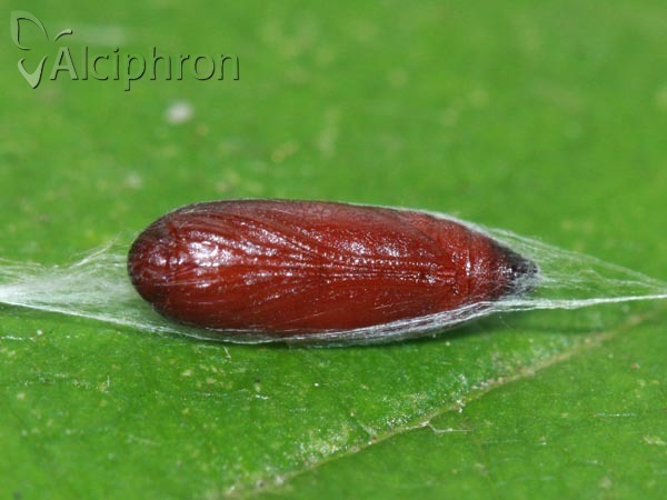 Scythris sinensis