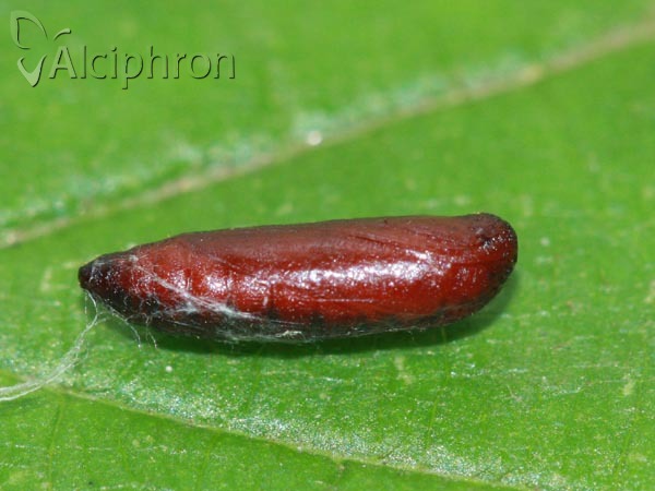 Scythris sinensis