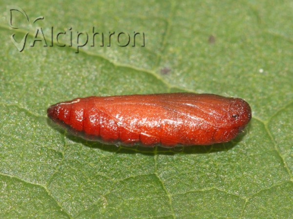 Scythris limbella