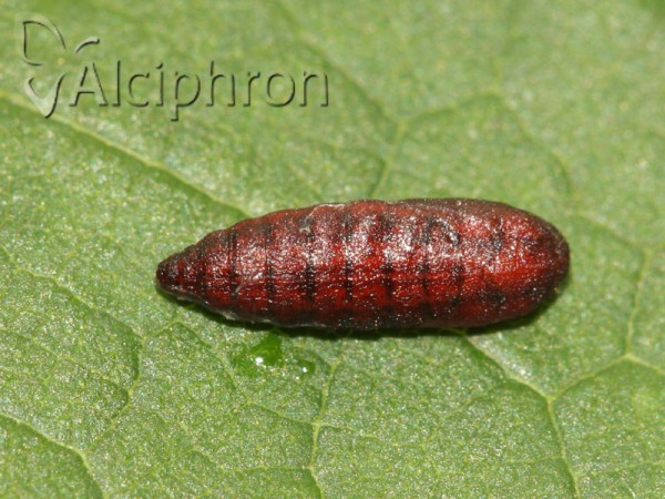 Scythris limbella