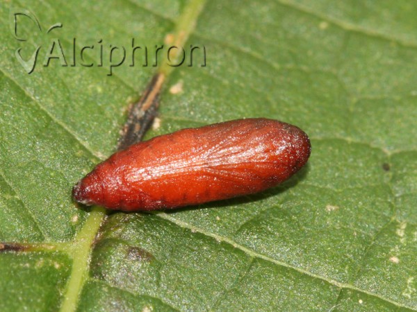 Scythris limbella