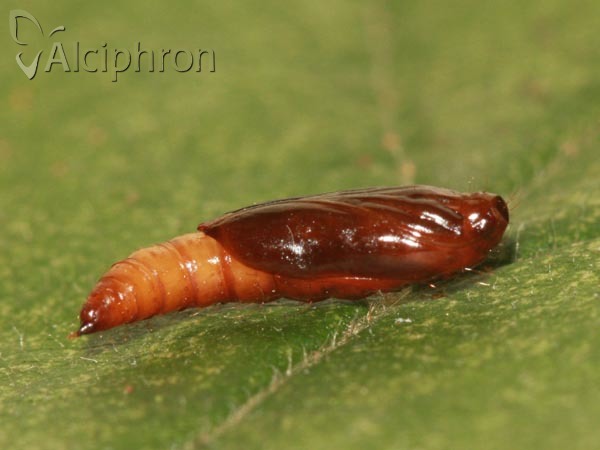Helcystogramma triannulella