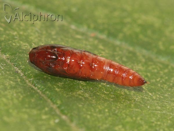 Helcystogramma triannulella