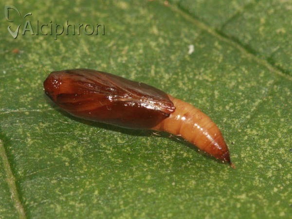 Helcystogramma triannulella