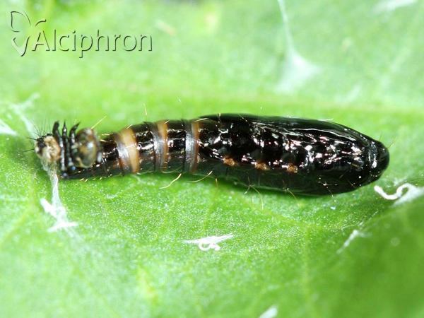 Helcystogramma triannulella