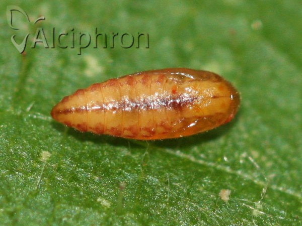 Chrysoesthia sexguttella