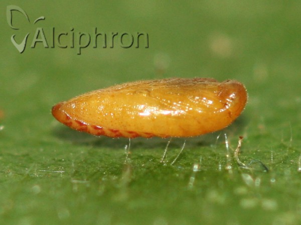 Chrysoesthia sexguttella