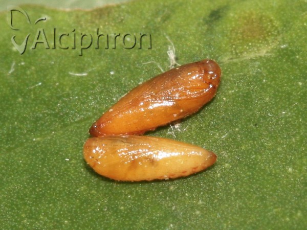 Chrysoesthia sexguttella