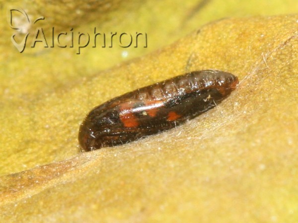 Chrysoesthia sexguttella