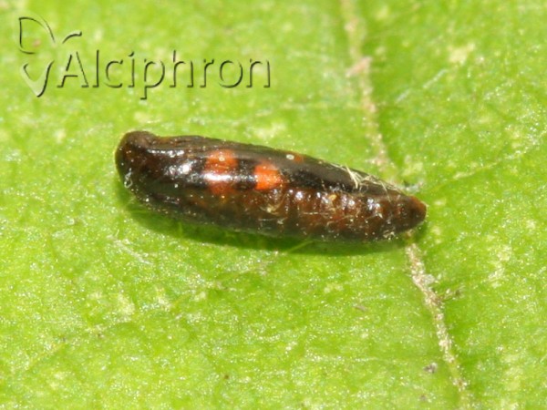 Chrysoesthia sexguttella