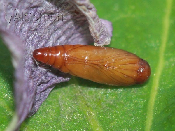 Recurvaria nanella