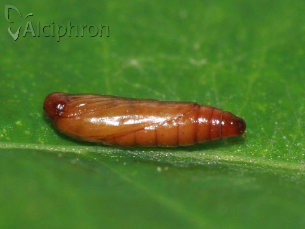 Recurvaria nanella