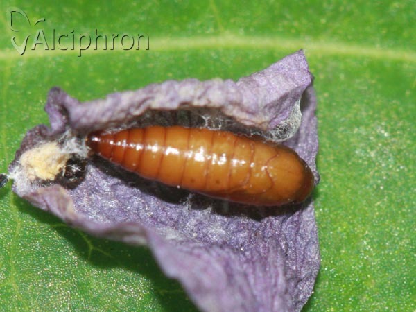 Recurvaria nanella