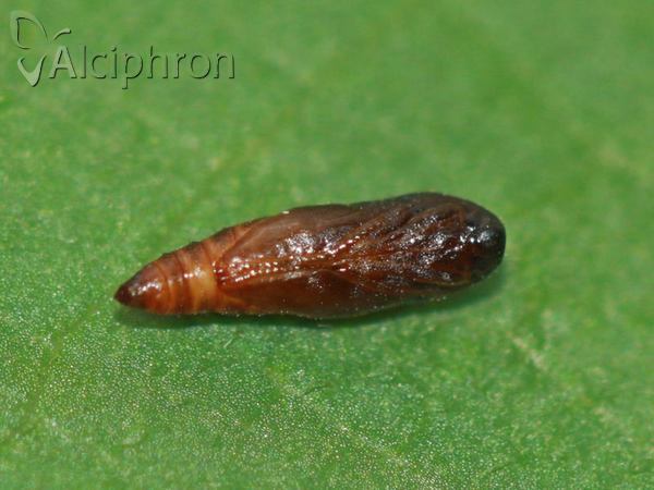 Neofriseria peliella