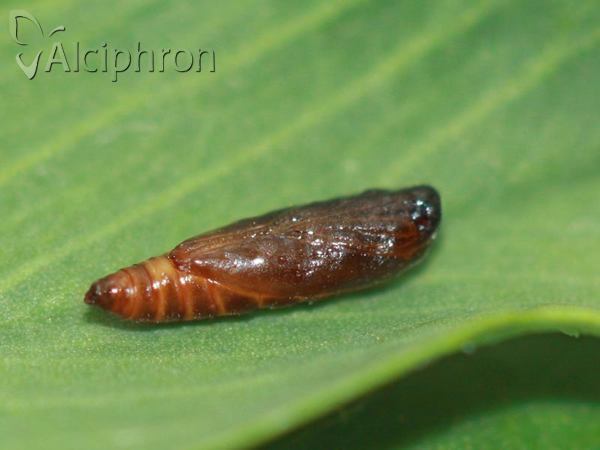 Neofriseria peliella
