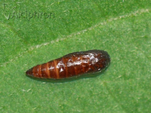 Neofriseria peliella