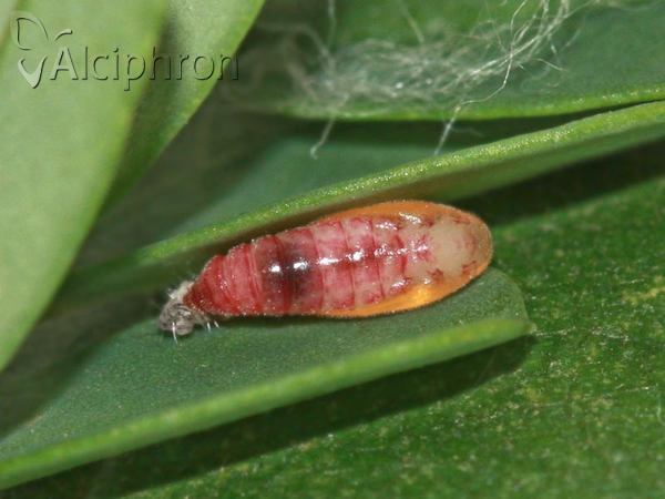 Neofriseria peliella