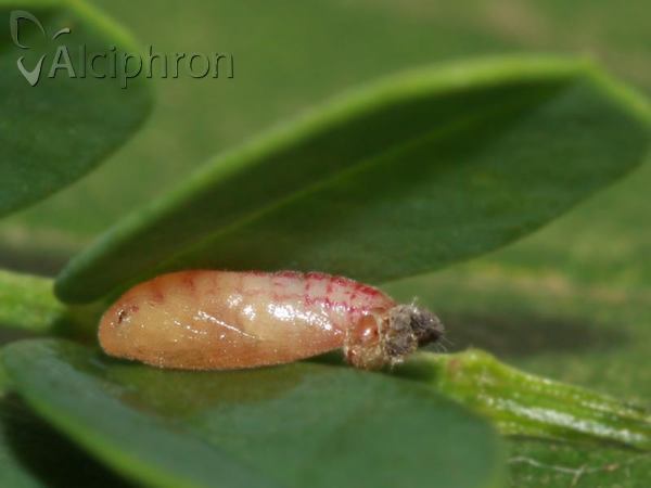 Neofriseria peliella