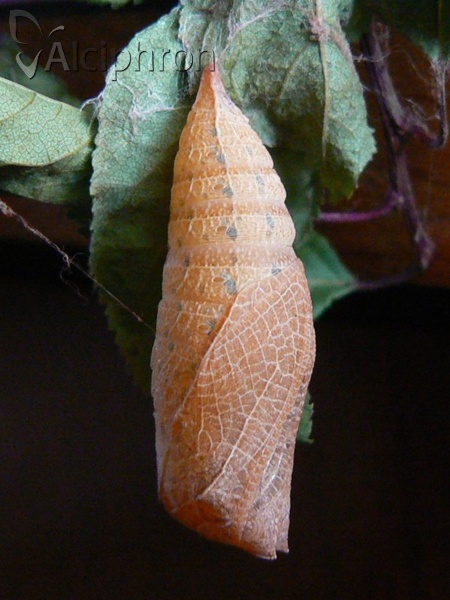 Iphiclides podalirius