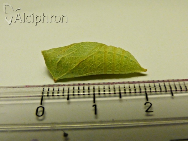 Iphiclides podalirius