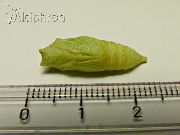 Iphiclides podalirius