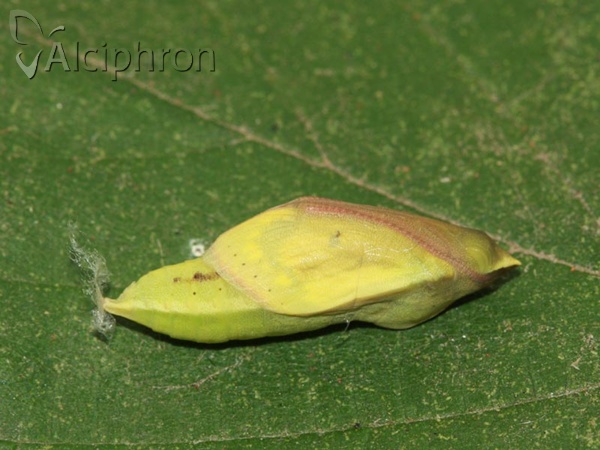 Colias hyale