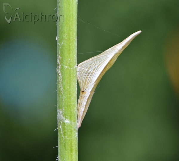 Anthocharis cardamines