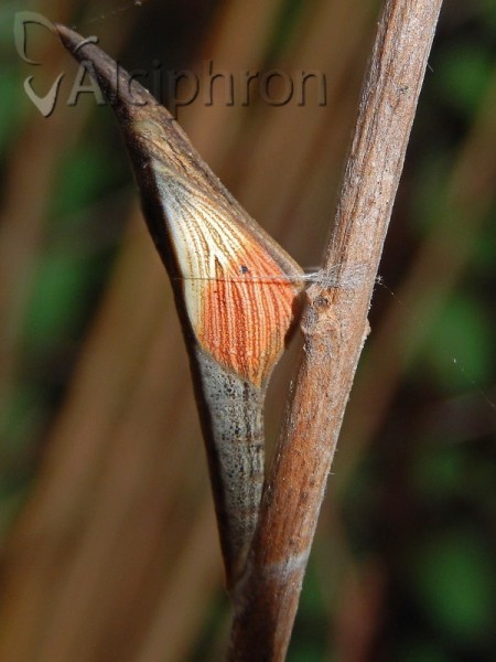 Anthocharis cardamines