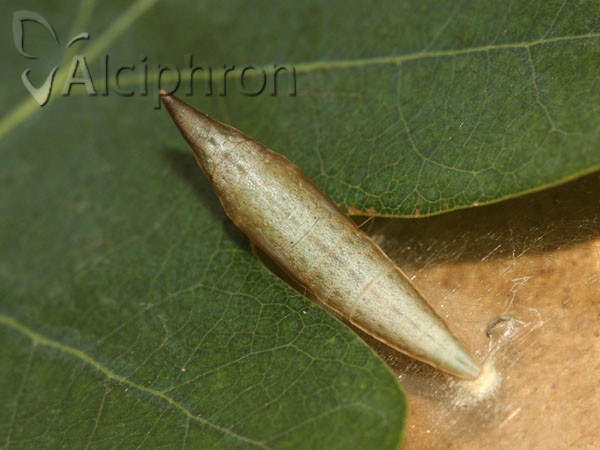 Anthocharis damone