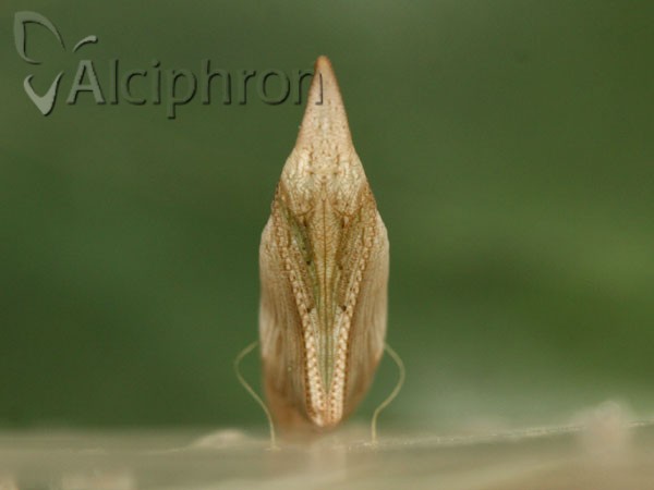 Anthocharis damone