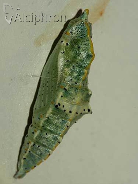 Pieris brassicae