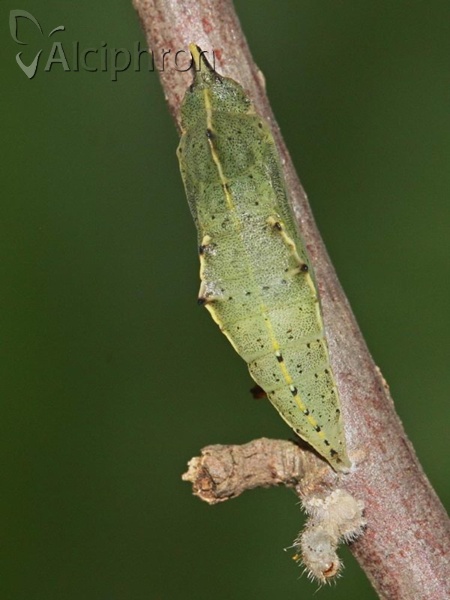 Pieris rapae