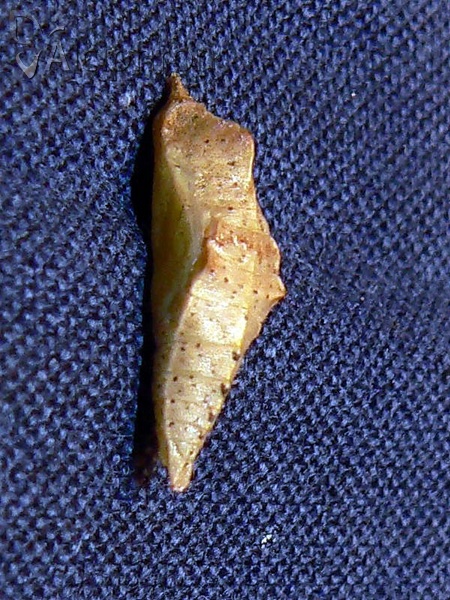 Pieris rapae