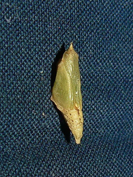 Pieris rapae