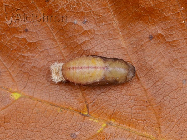 Aricia agestis