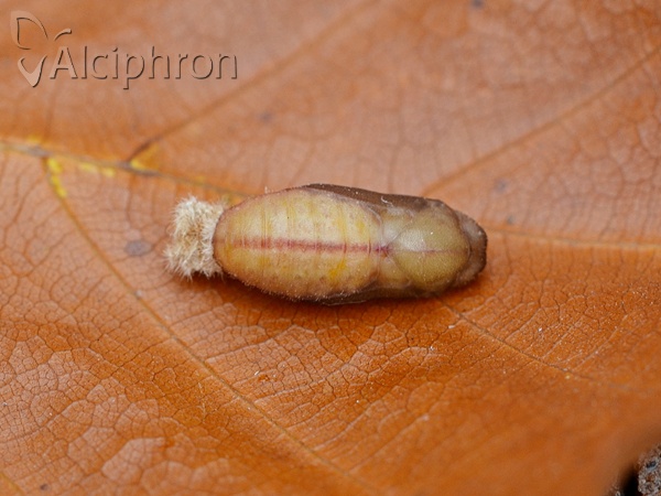 Aricia agestis