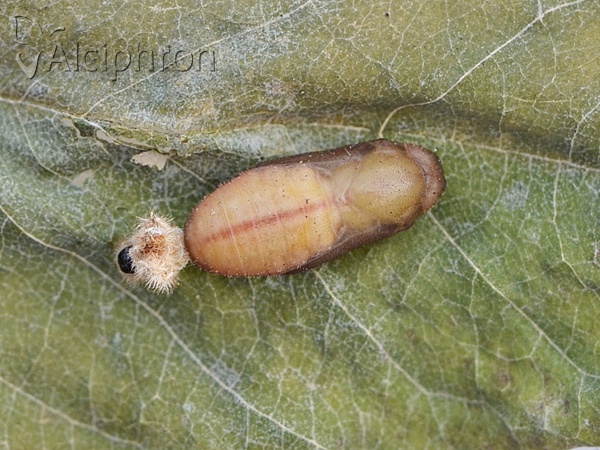 Aricia agestis