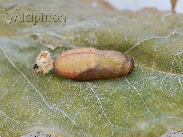 Aricia agestis