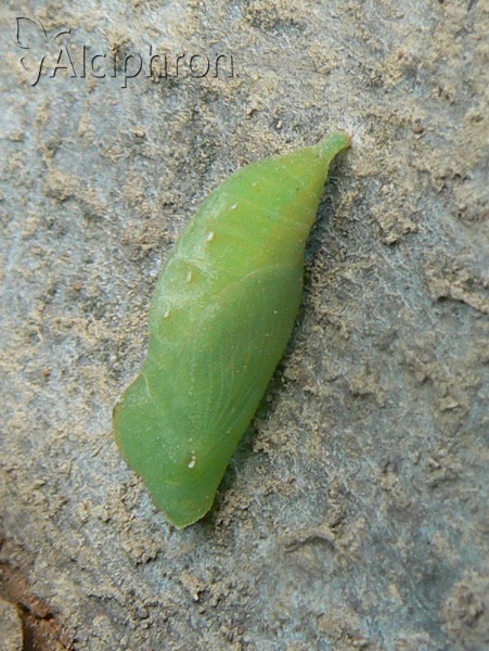 Lasiommata maera