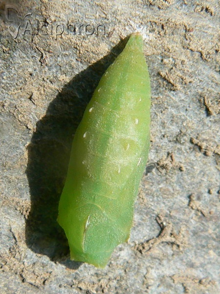 Lasiommata maera