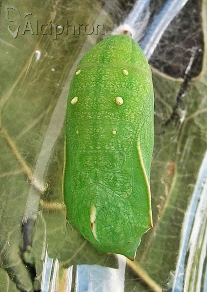 Kirinia roxelana
