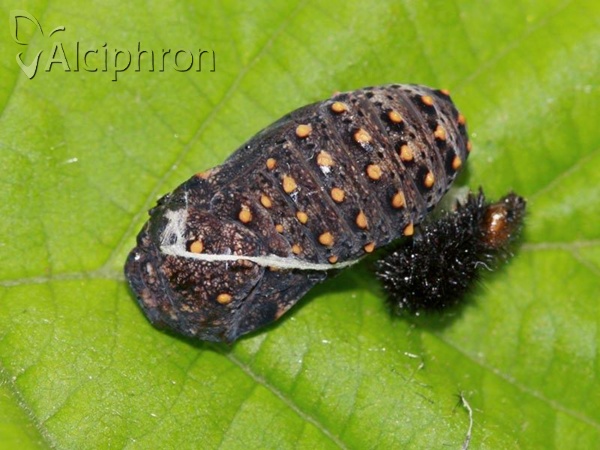 Melitaea cinxia