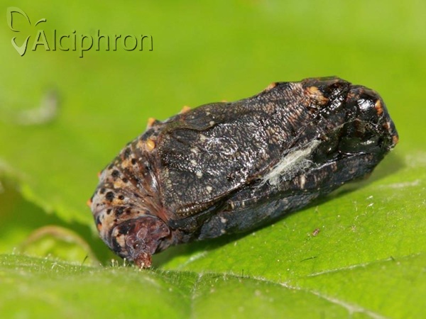 Melitaea cinxia